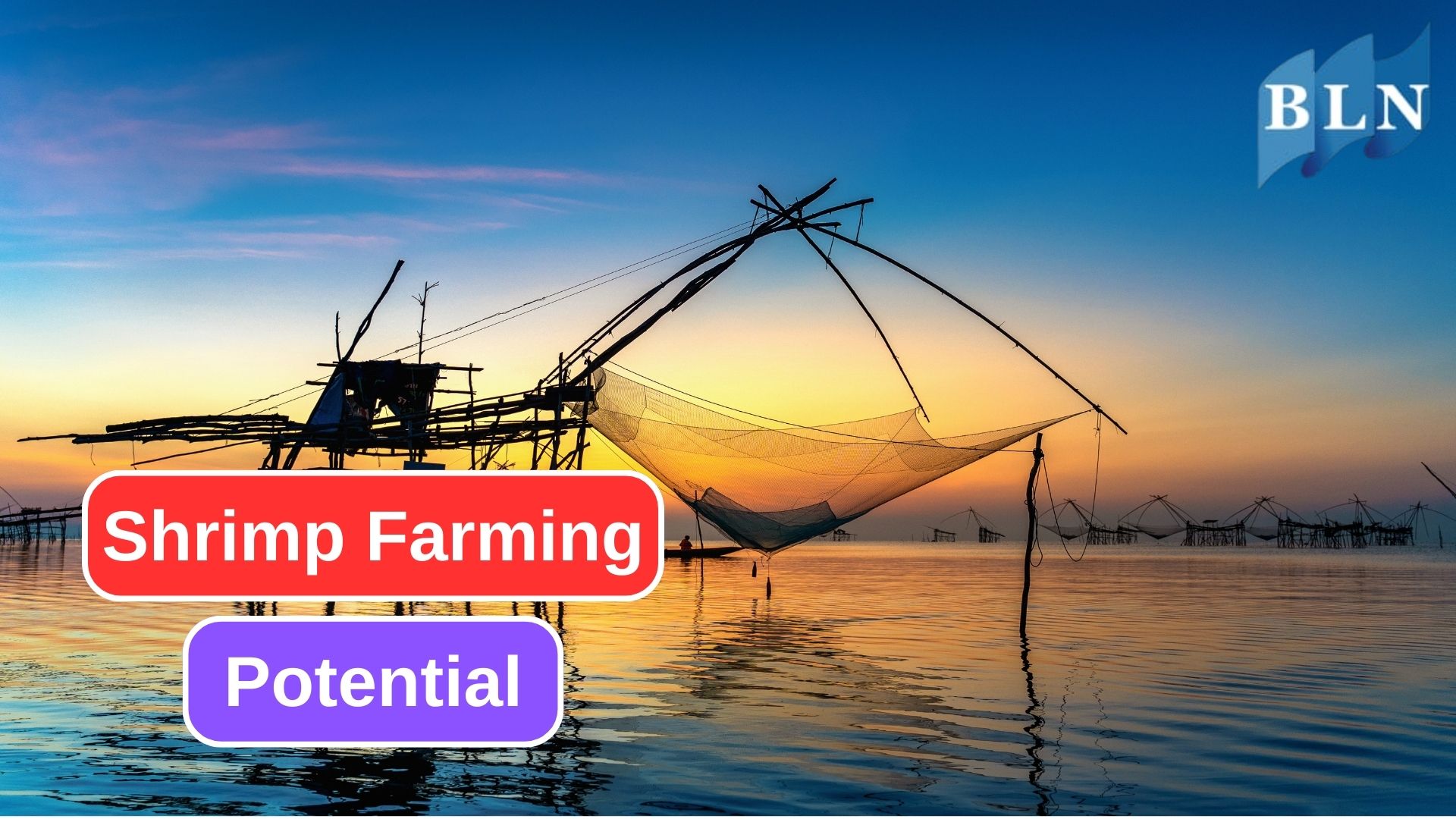 The Potential Profits in Shrimp Farming